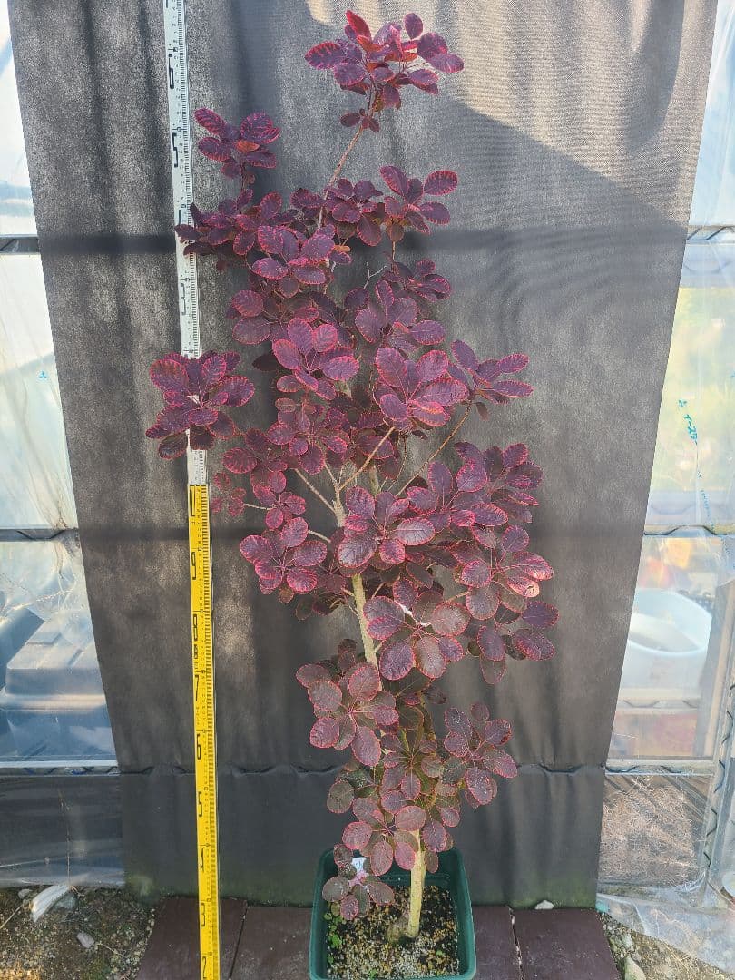 NO1スモークツリーロイヤルパープル接木高さ170cm