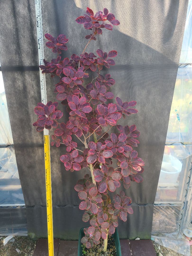 NO1スモークツリーロイヤルパープル接木高さ170cm