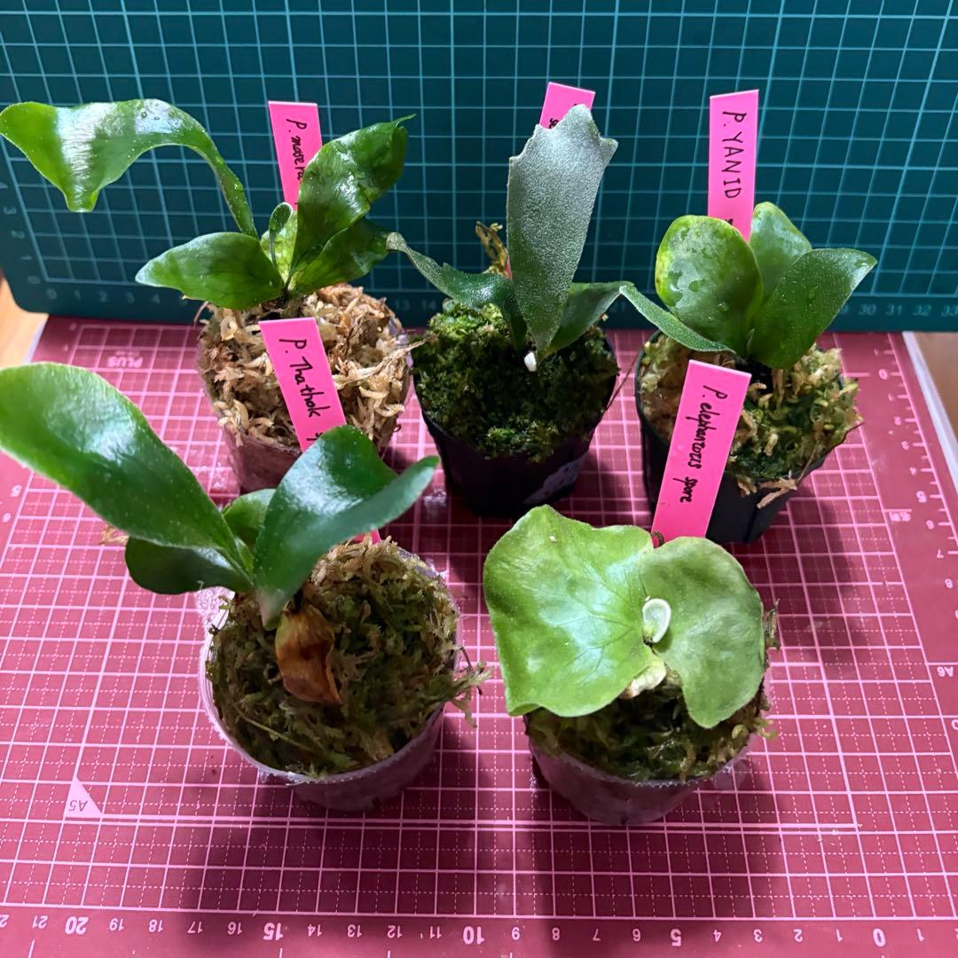 ビカクシダ5種 おすすめセット 胞子培養苗 - メルカリ