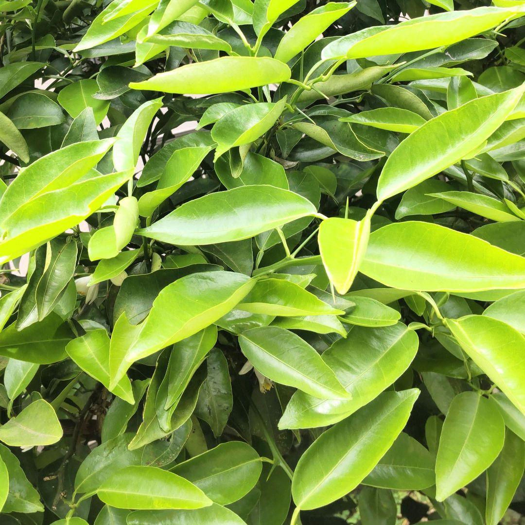 無農薬 柚子の葉ゆずの葉っぱ 柔らかい葉 枝付き若葉50枚以上アゲハ蝶