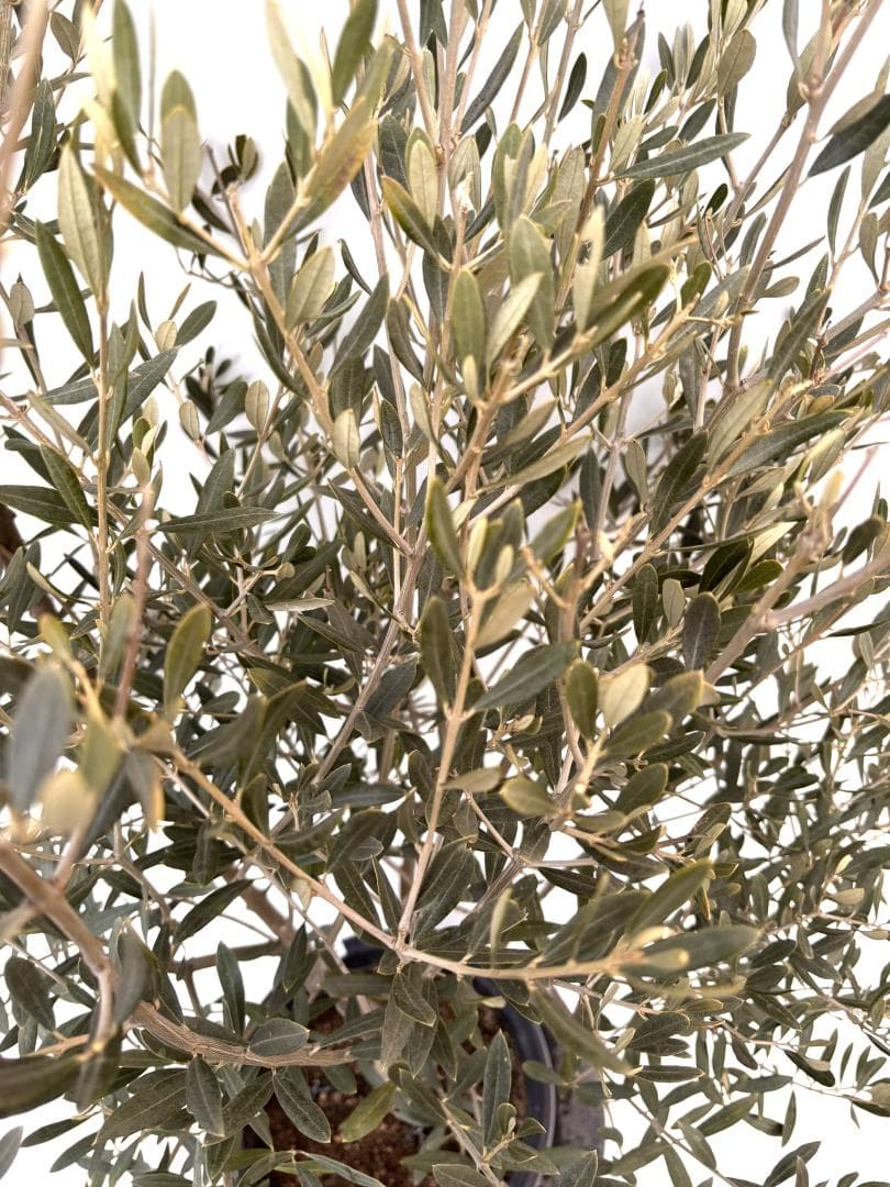 オリーブの木 アメリカン 10号 約160cm K-336 希少品種 現品掲載