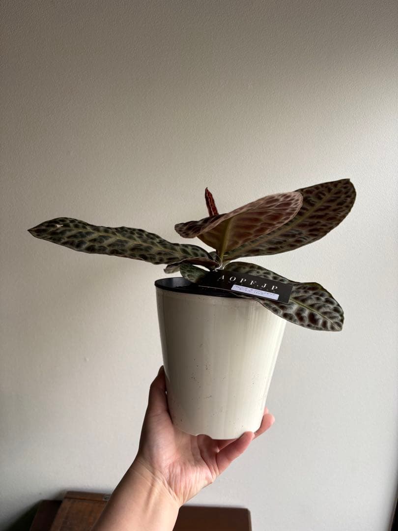 ラビシア　オブツシフォリア　タートルバック　5号　③