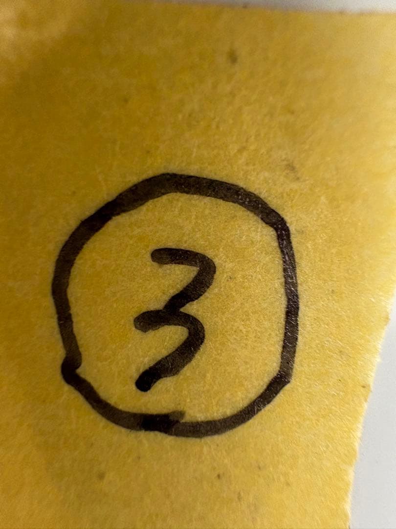 ラビシア　オブツシフォリア　タートルバック　5号　③