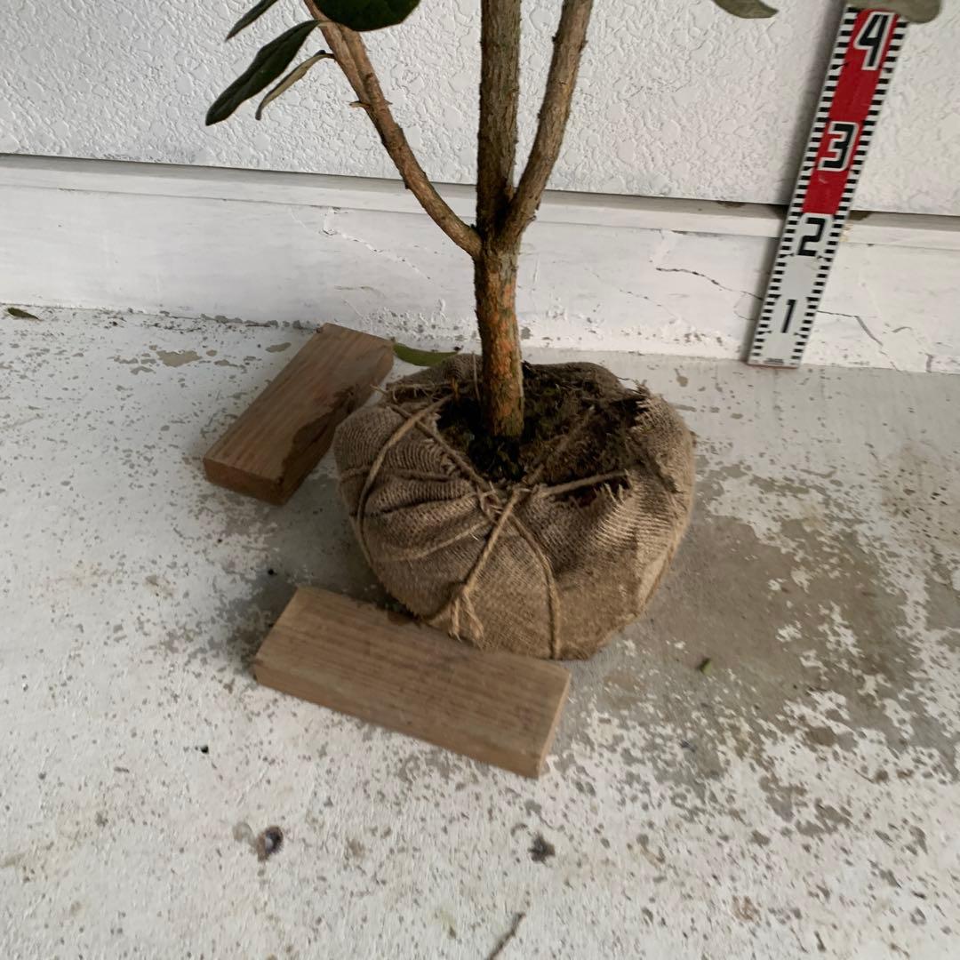 フェイジョア　約:170cm 大株　品種不明　常緑樹　果樹苗　苗木　48