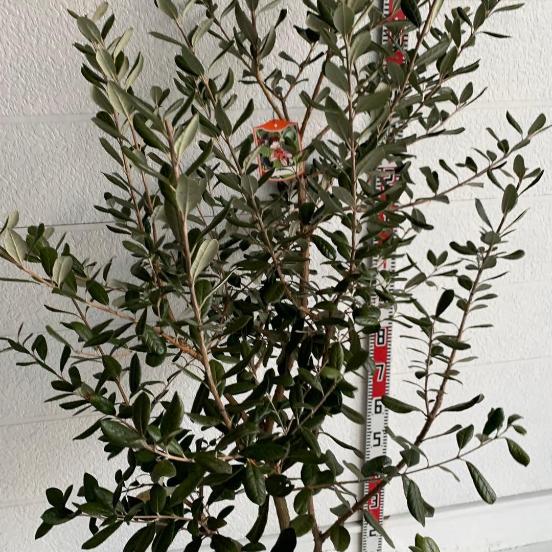 フェイジョア　約:170cm 大株　品種不明　常緑樹　果樹苗　苗木　48