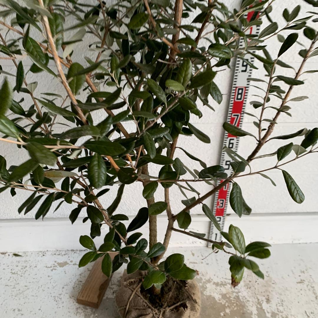 フェイジョア　約:170cm 大株　品種不明　常緑樹　果樹苗　苗木　48