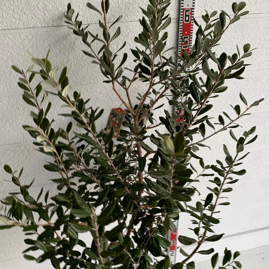 フェイジョア　約:170cm 大株　品種不明　常緑樹　果樹苗　苗木　48