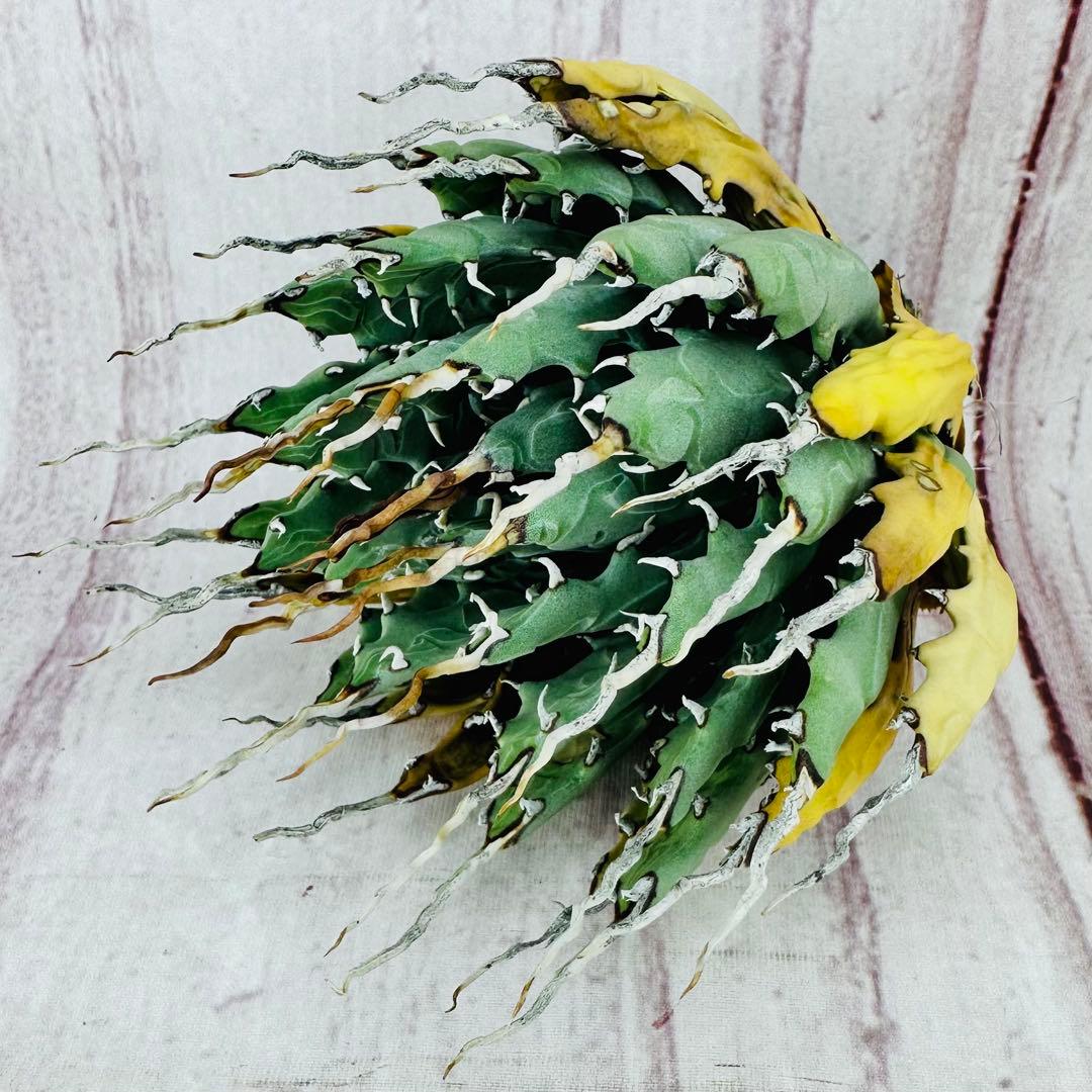 795 アガベ ユタエンシス エボリスピナ 陽炎