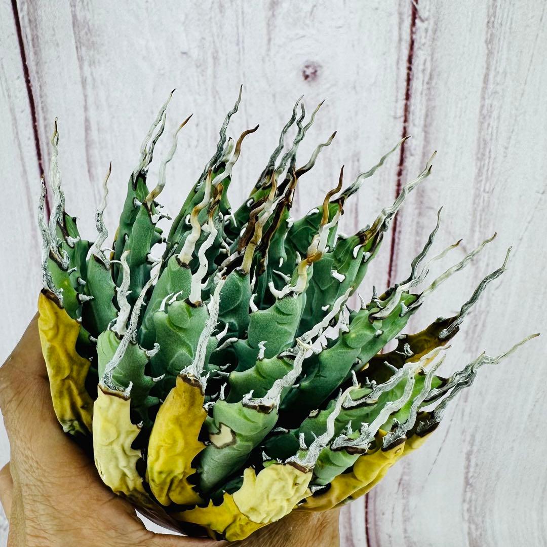 795 アガベ ユタエンシス エボリスピナ 陽炎