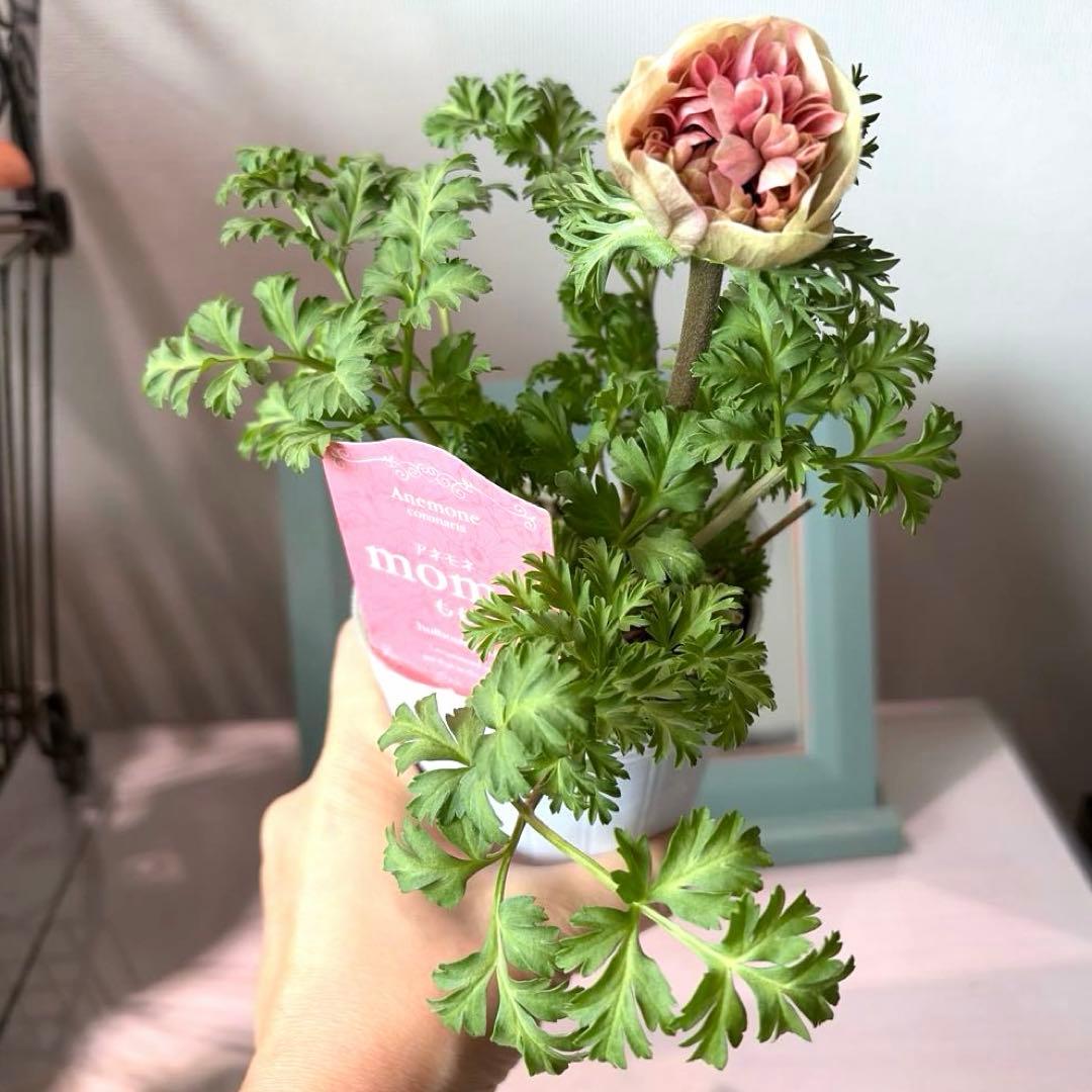 【1年株】八重咲きアネモネ momo もも　ベージュピンク系《2/8》