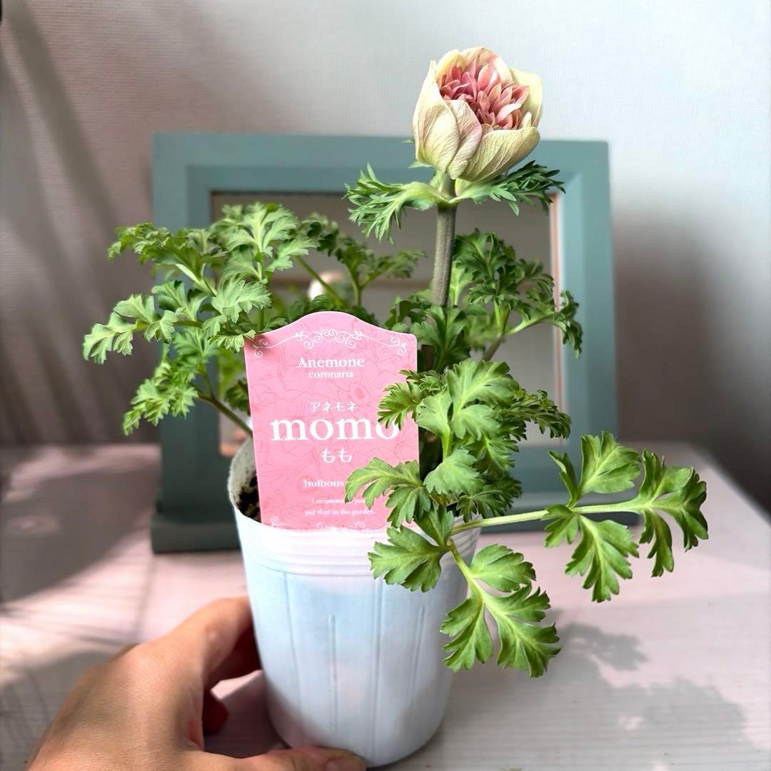 【1年株】八重咲きアネモネ momo もも　ベージュピンク系《2/8》