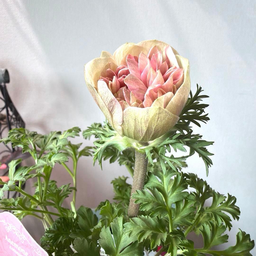 【1年株】八重咲きアネモネ momo もも　ベージュピンク系《2/8》