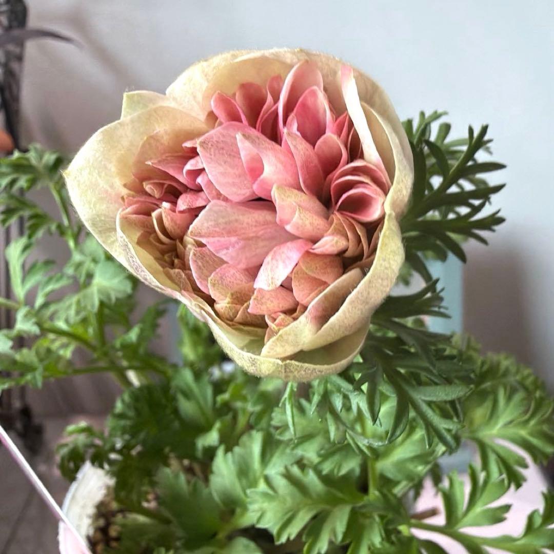 【1年株】八重咲きアネモネ momo もも　ベージュピンク系《2/8》