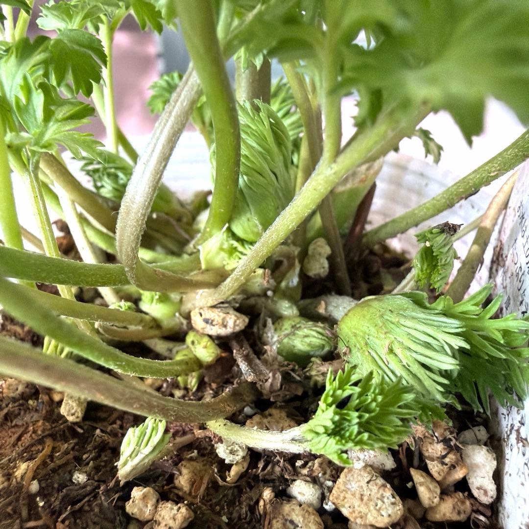 【1年株】八重咲きアネモネ momo もも　ベージュピンク系《2/8》