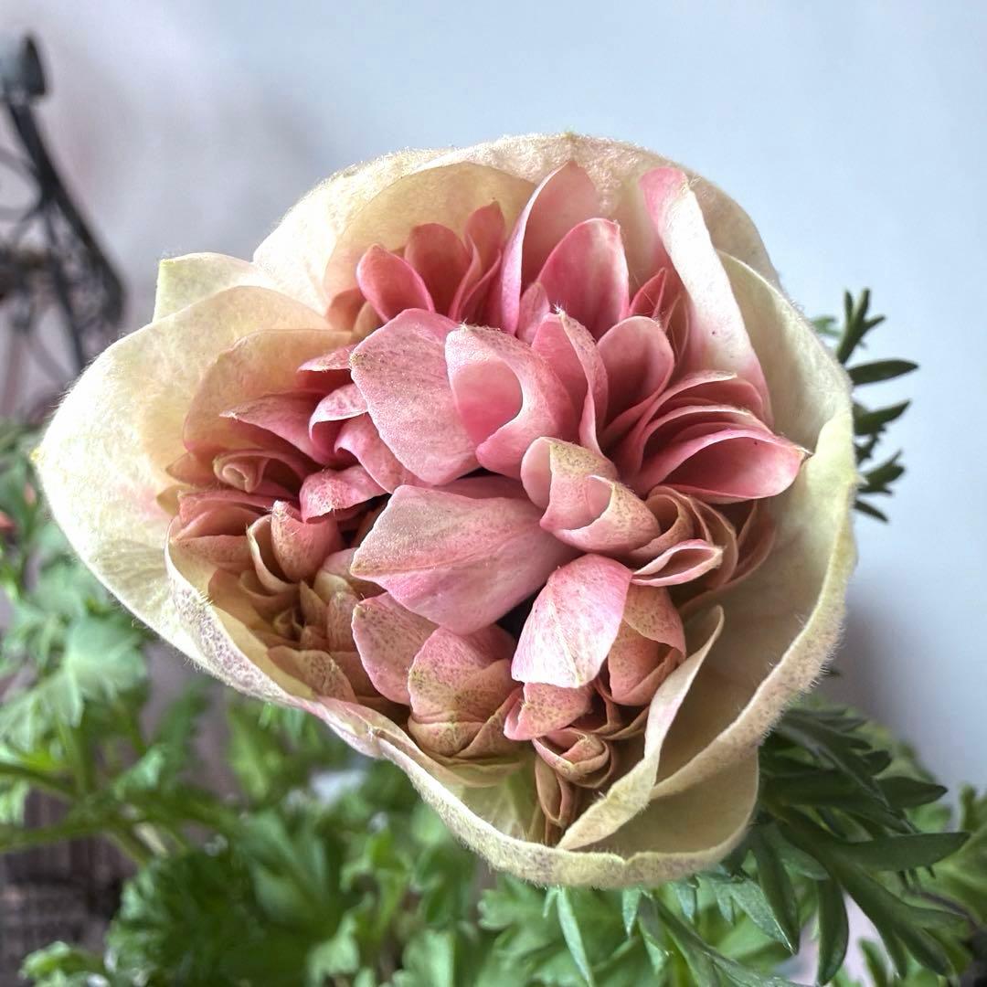 【1年株】八重咲きアネモネ momo もも　ベージュピンク系《2/8》