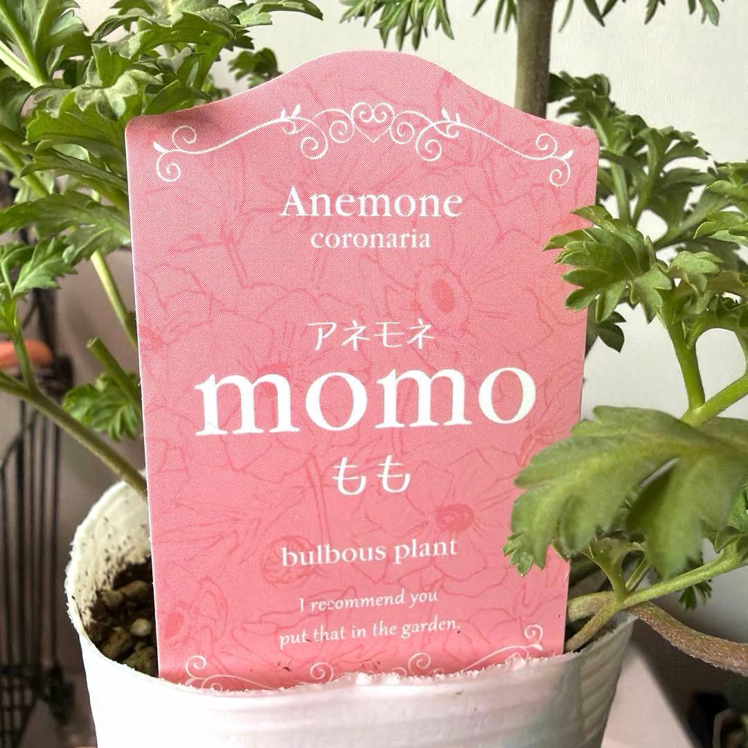【1年株】八重咲きアネモネ momo もも　ベージュピンク系《2/8》