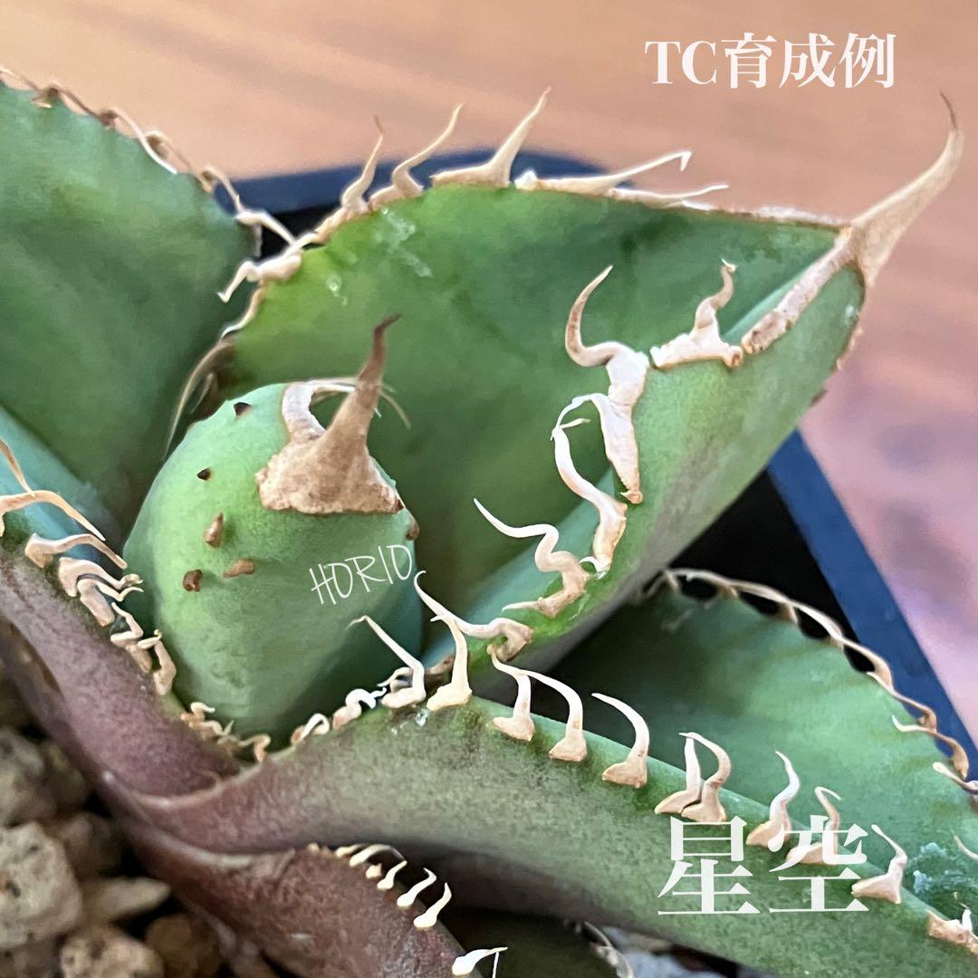 確認用　TC成長例　参考写真