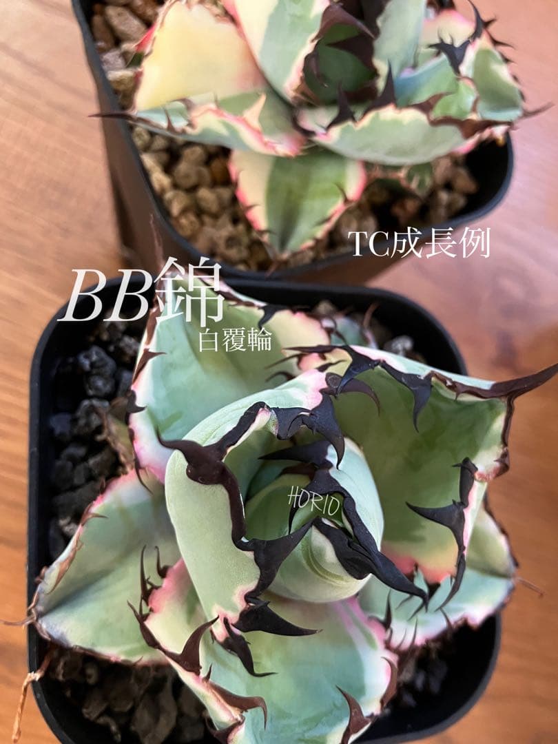 確認用　TC成長例　参考写真