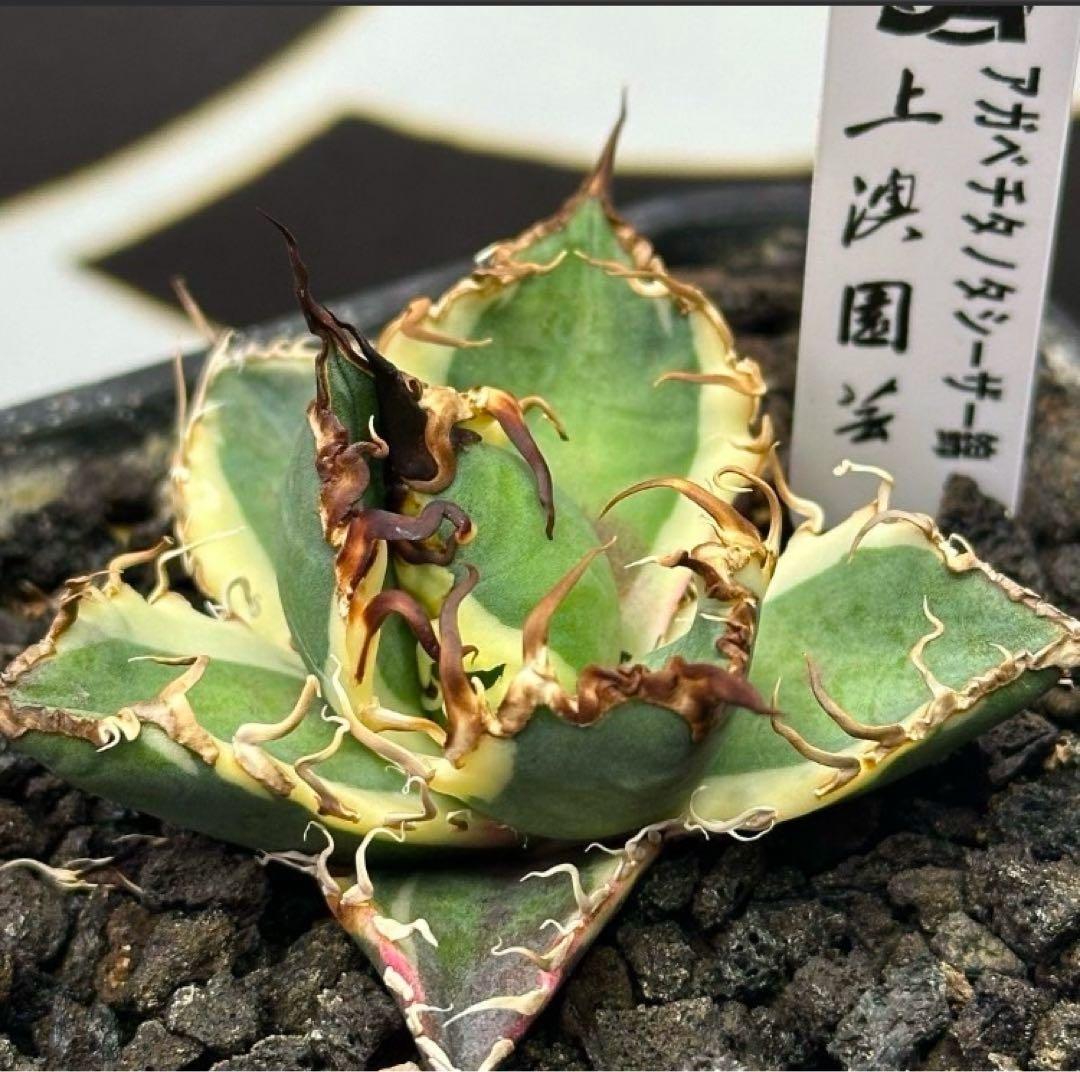 確認用　TC成長例　参考写真