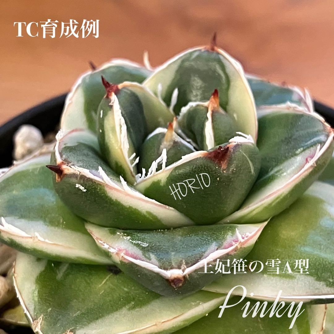 確認用　TC成長例　参考写真