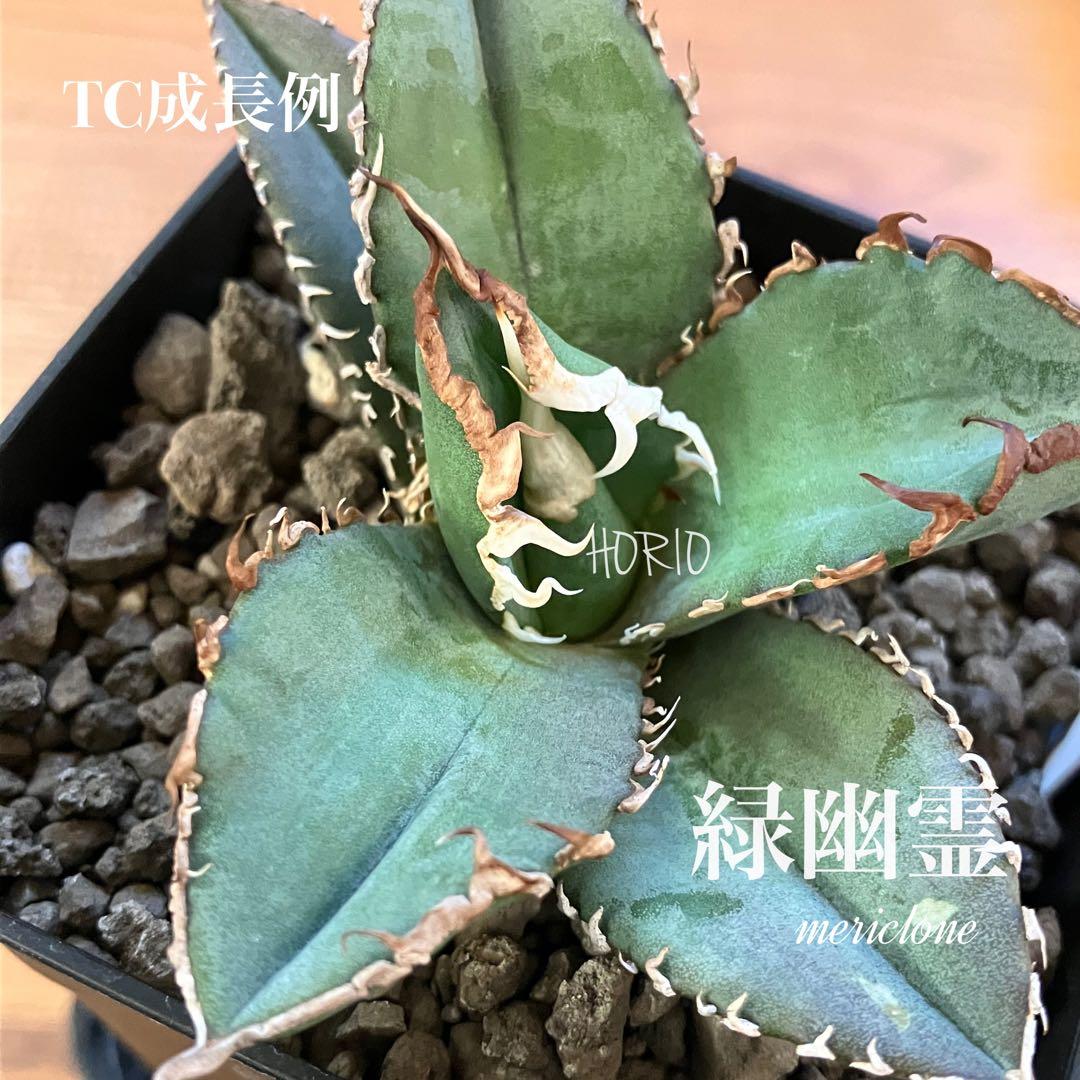 確認用　TC成長例　参考写真