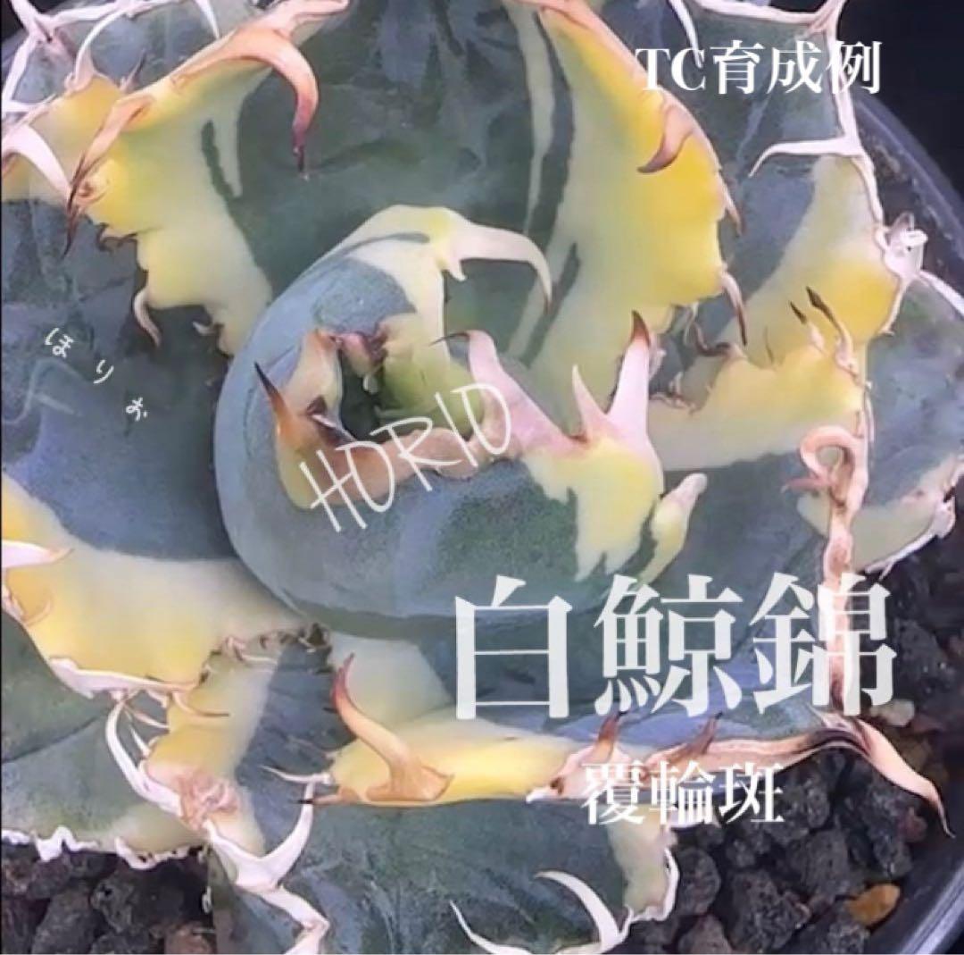 確認用　TC成長例　参考写真