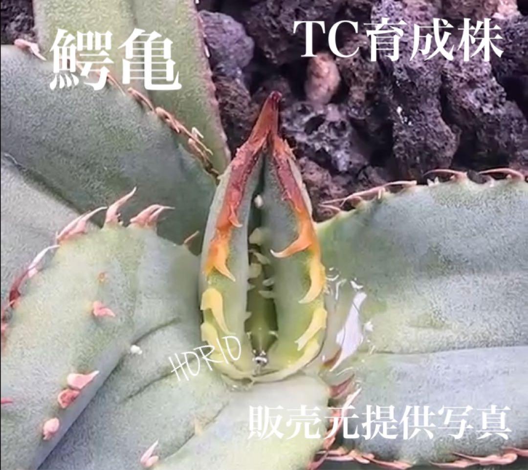 確認用　TC成長例　参考写真