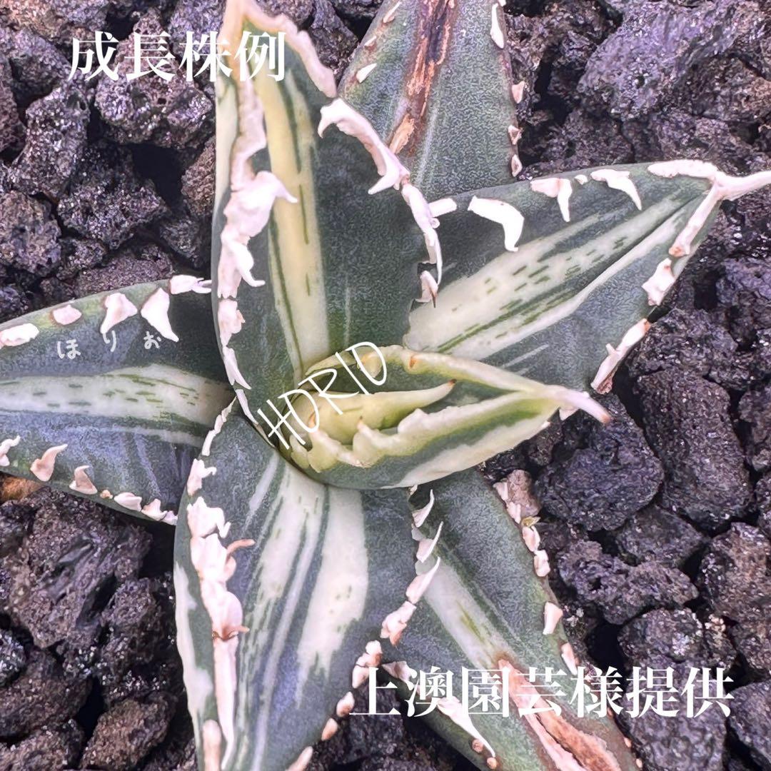 確認用　TC成長例　参考写真