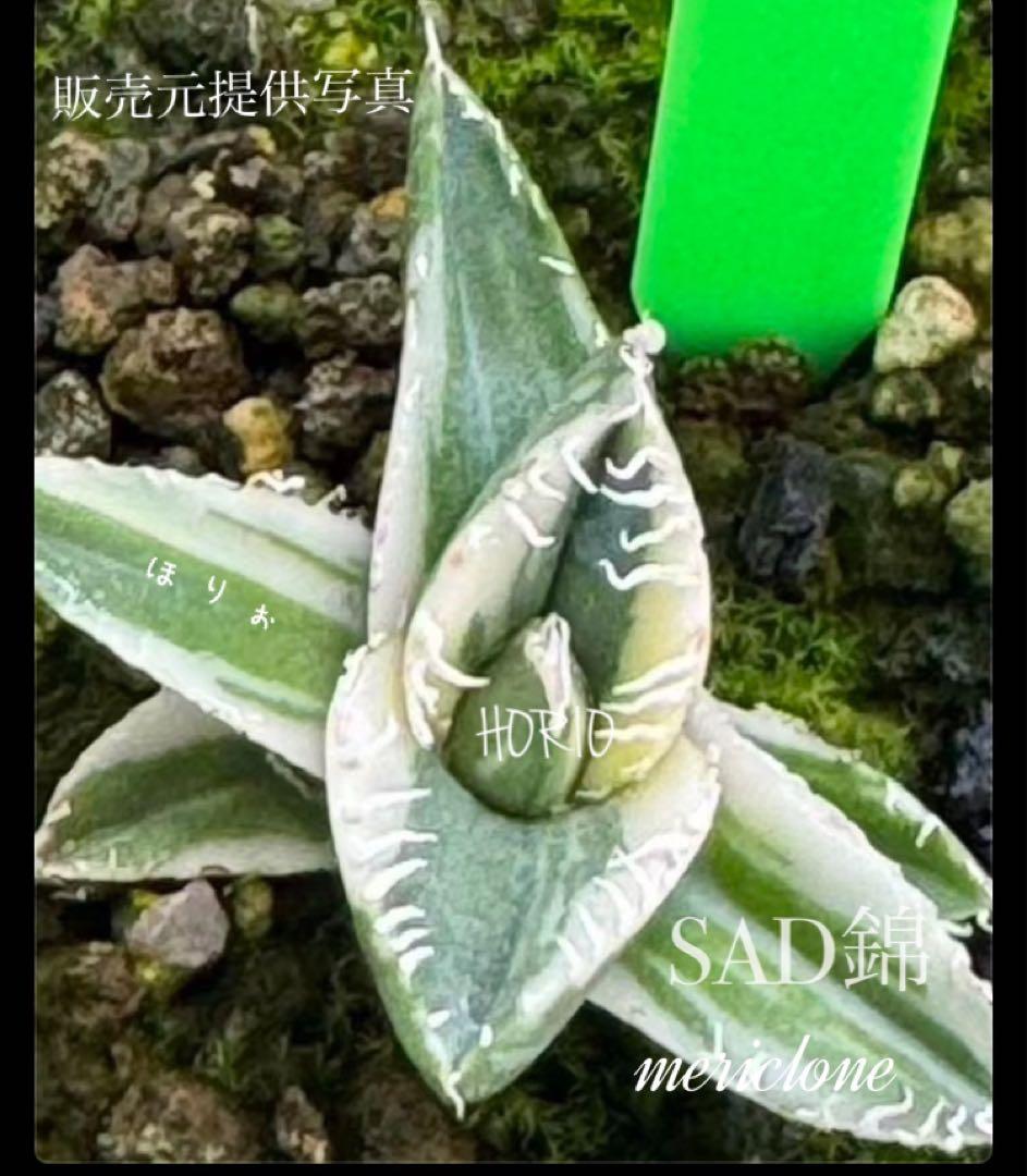 確認用　TC成長例　参考写真