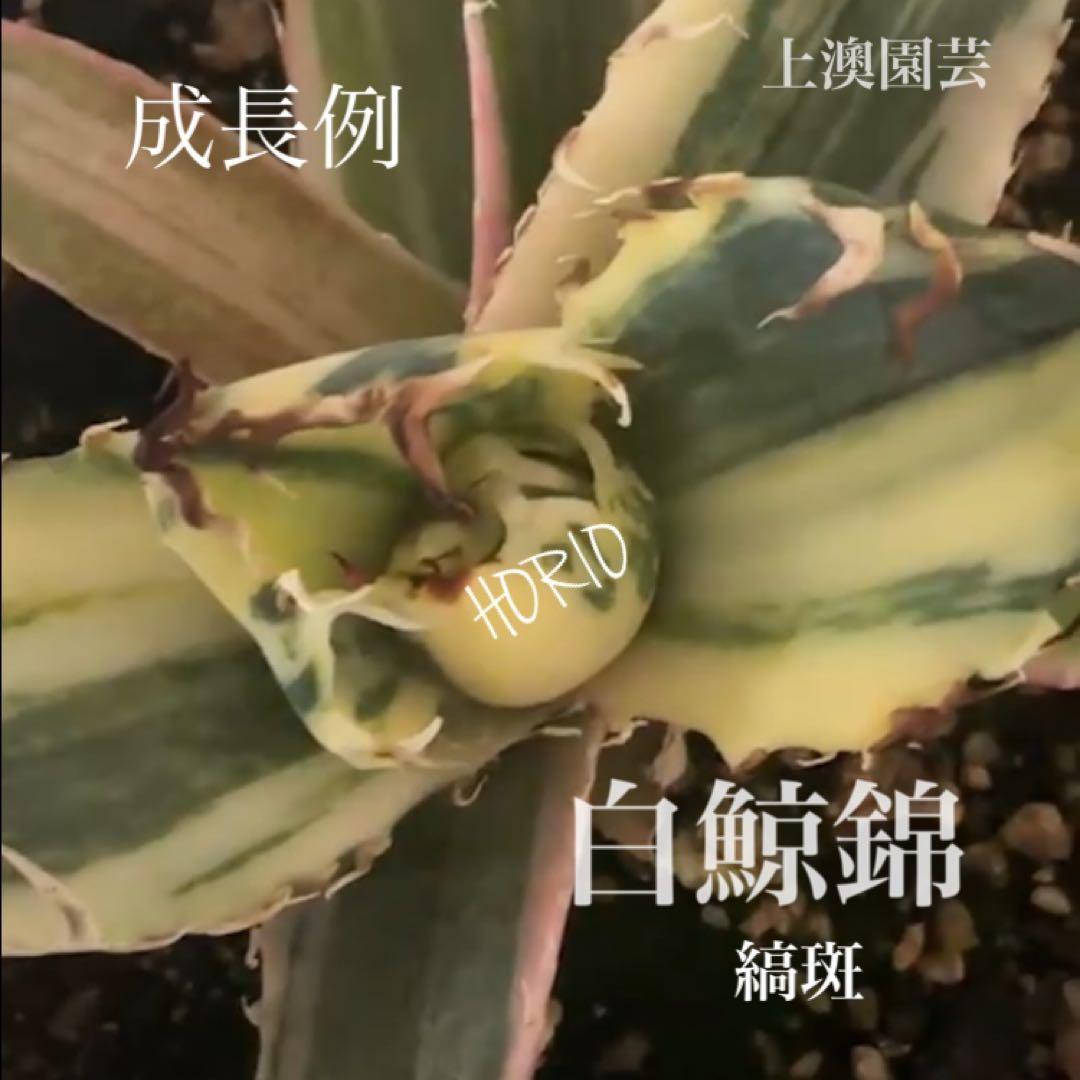 確認用　TC成長例　参考写真