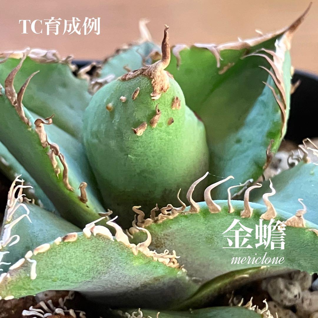 確認用　TC成長例　参考写真