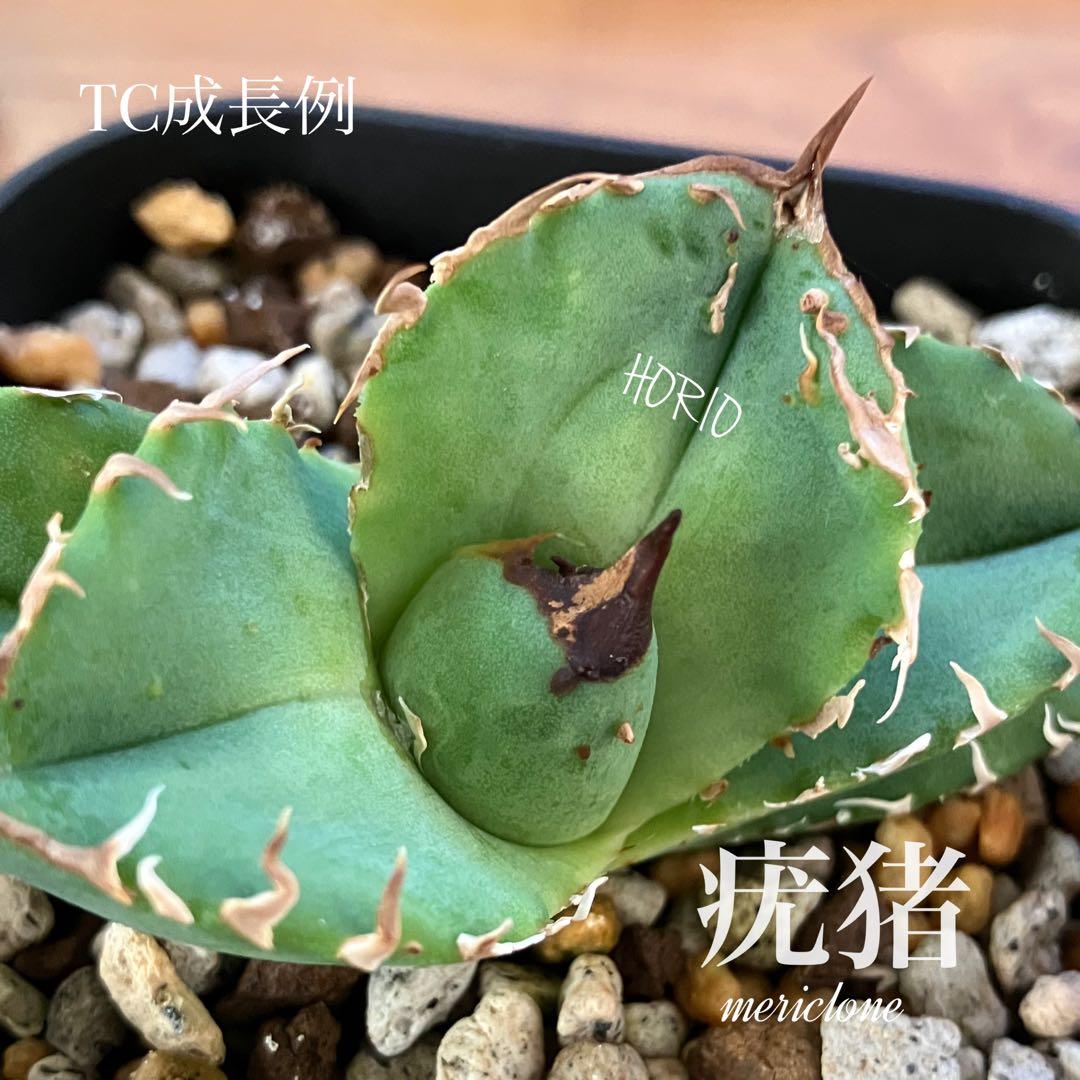 確認用　TC成長例　参考写真