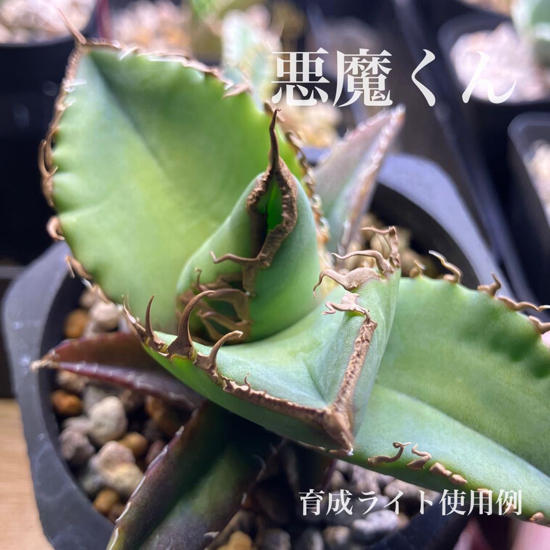 確認用　TC成長例　参考写真