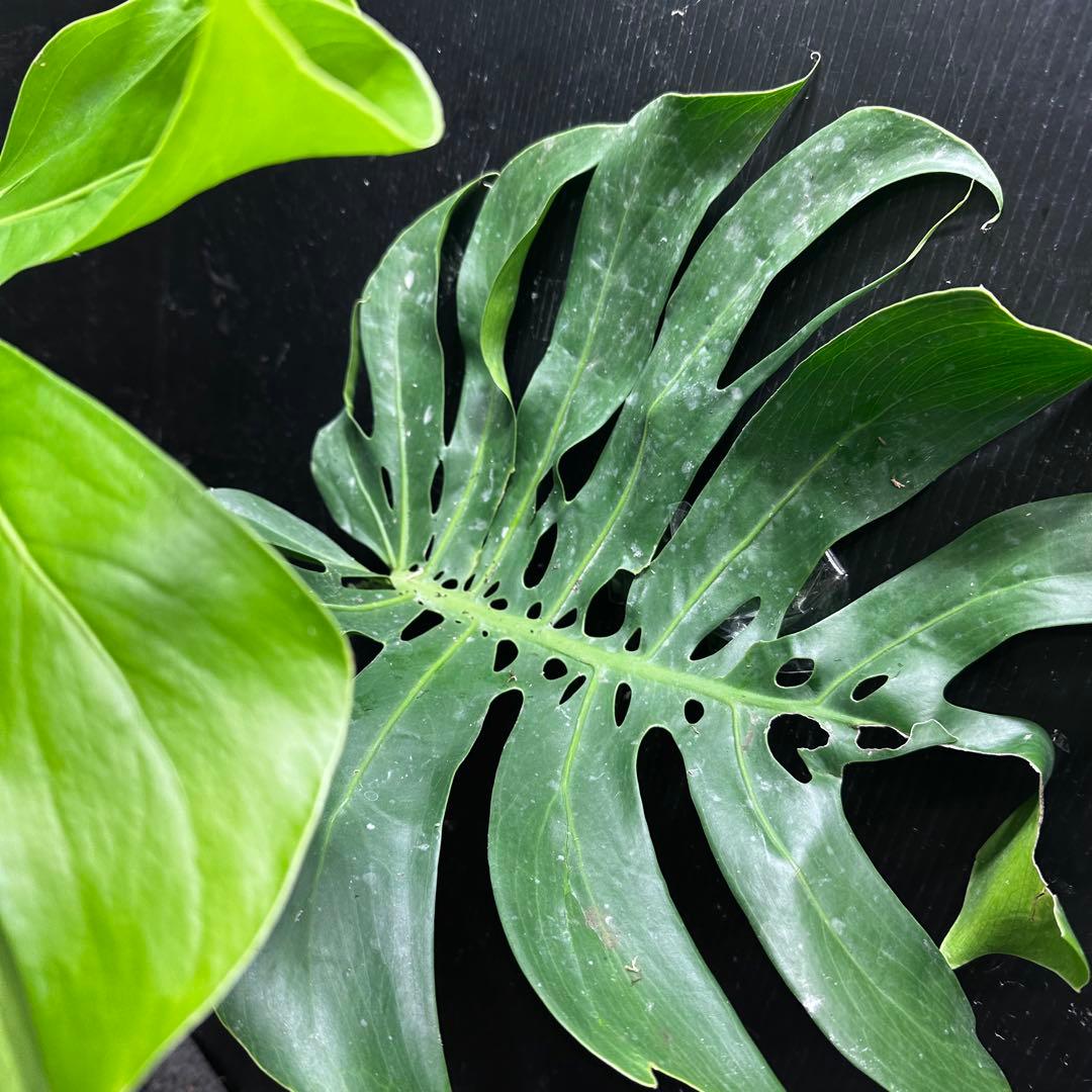 モンステラデリシオーサマクロコズム大型葉希少系統鉢植え高さ98㎝超大株