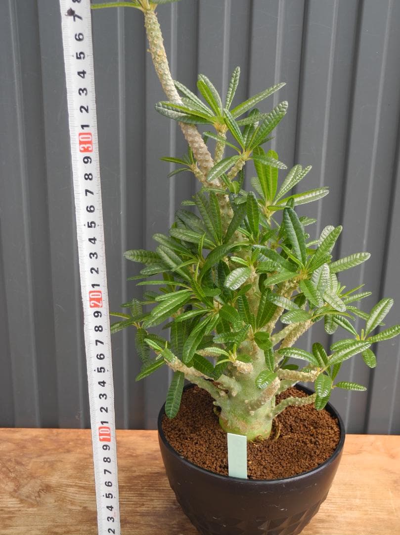 ドルステニア ギガス ブラータ 【挿し木】【活着済】【国内で新葉展開