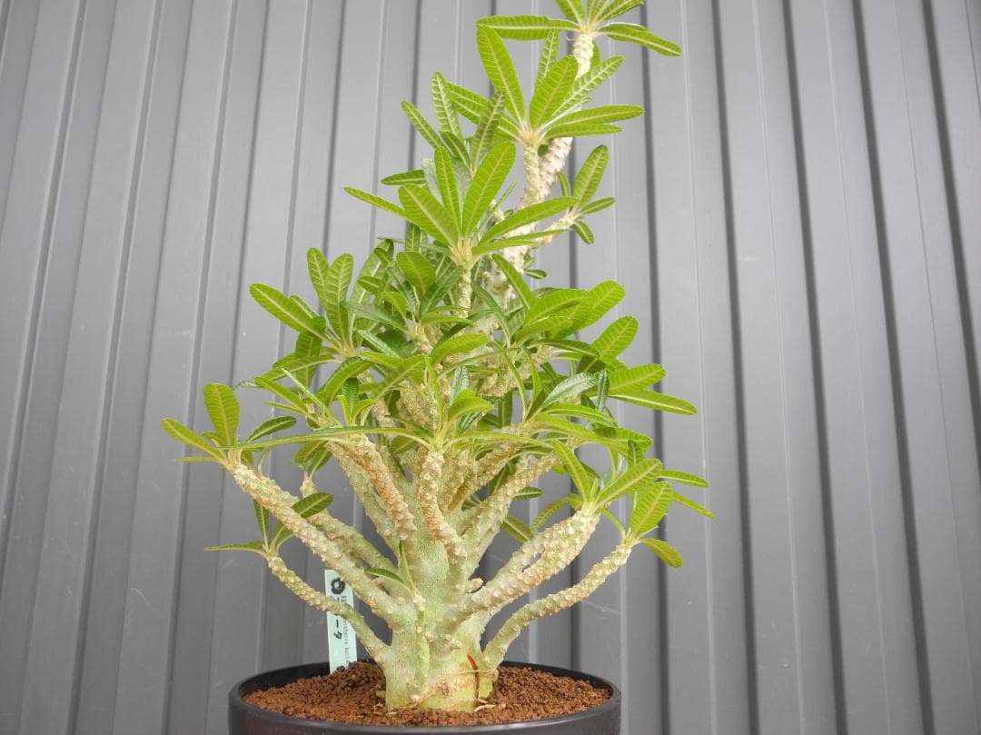 ドルステニア ギガス ブラータ 【挿し木】【活着済】【国内で新葉展開