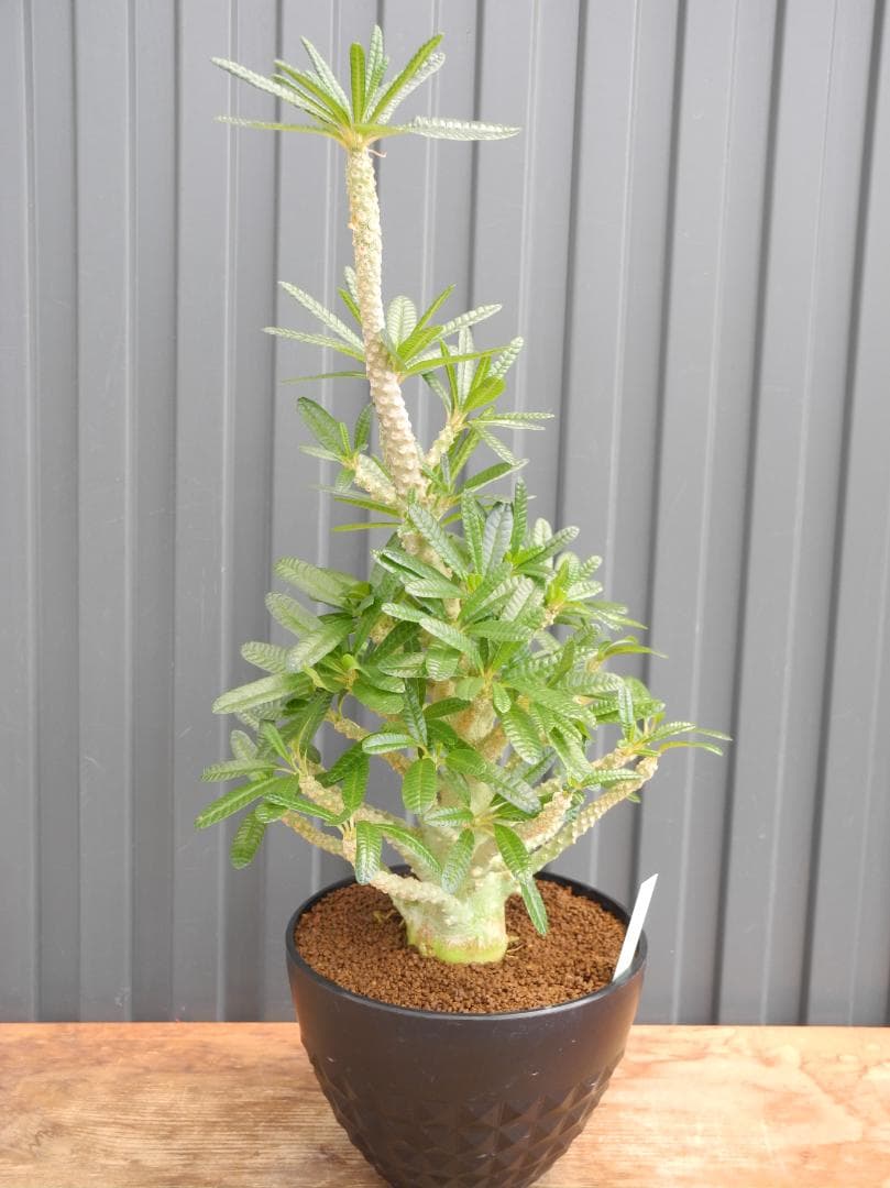 ドルステニア ギガス ブラータ 【挿し木】【活着済】【国内で新葉展開