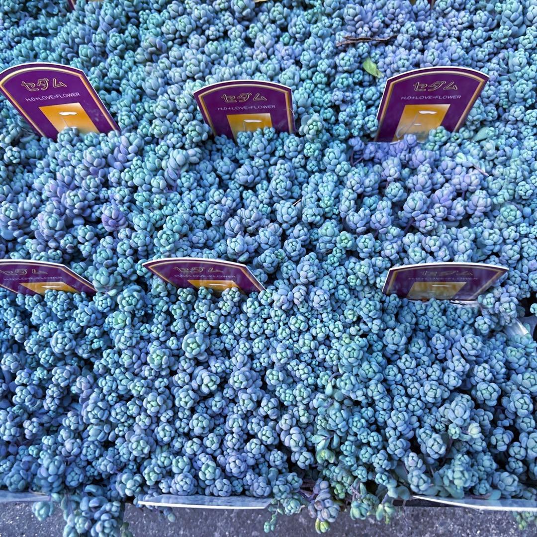 保留【Berry様♬】パープルヘイズ2ポット