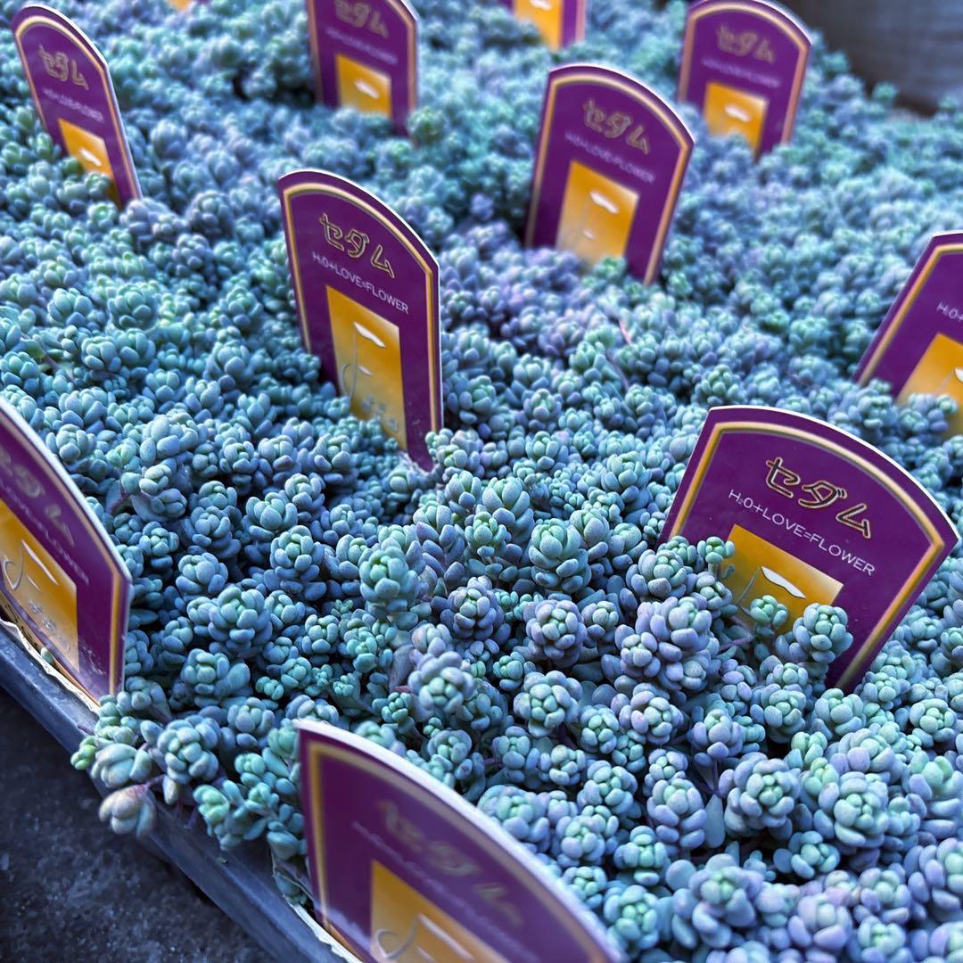 保留【Berry様♬】パープルヘイズ2ポット