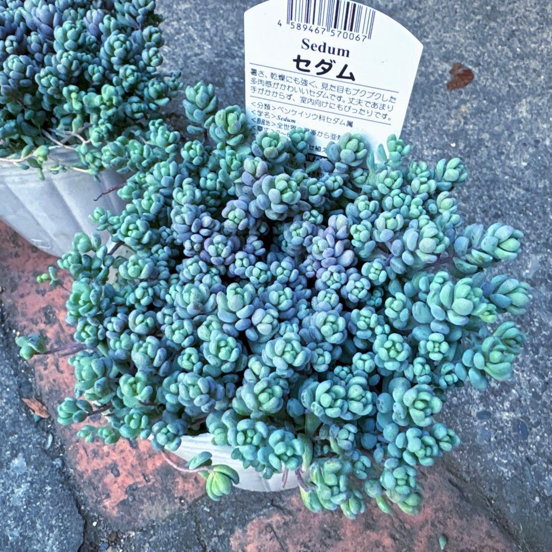 保留【Berry様♬】パープルヘイズ2ポット