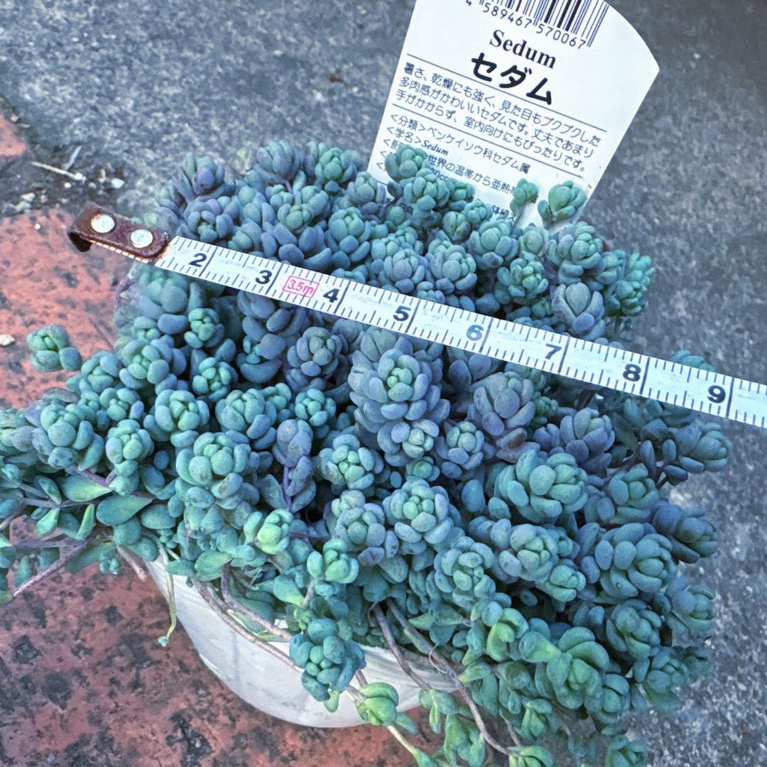 保留【Berry様♬】パープルヘイズ2ポット