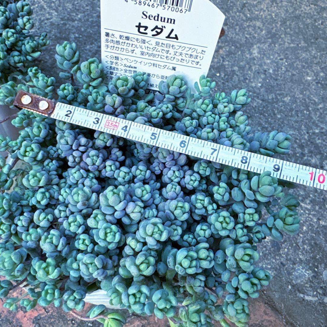 保留【Berry様♬】パープルヘイズ2ポット