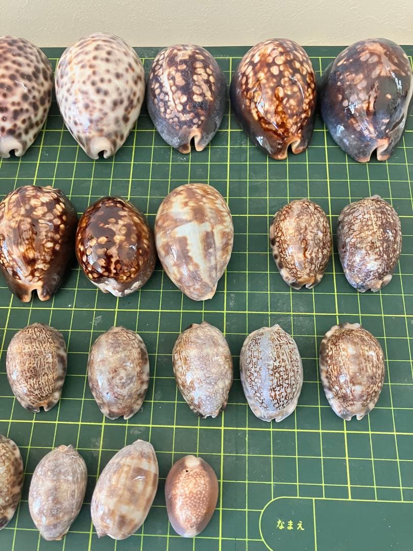天然貝殻　ホシダカラ　タカラガイ　30個