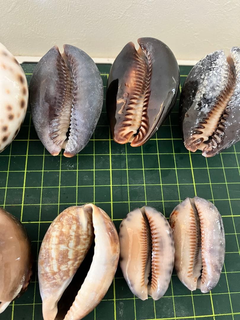 天然貝殻　ホシダカラ　タカラガイ　30個