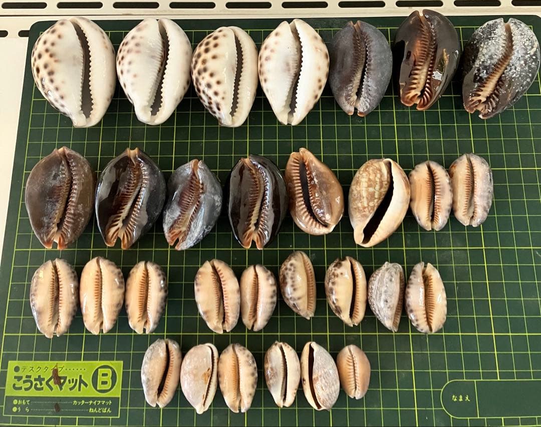 天然貝殻　ホシダカラ　タカラガイ　30個