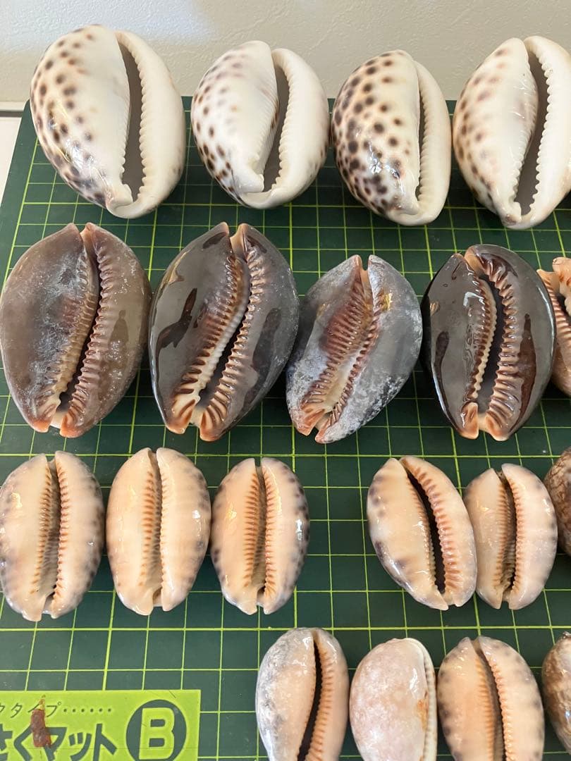 天然貝殻　ホシダカラ　タカラガイ　30個