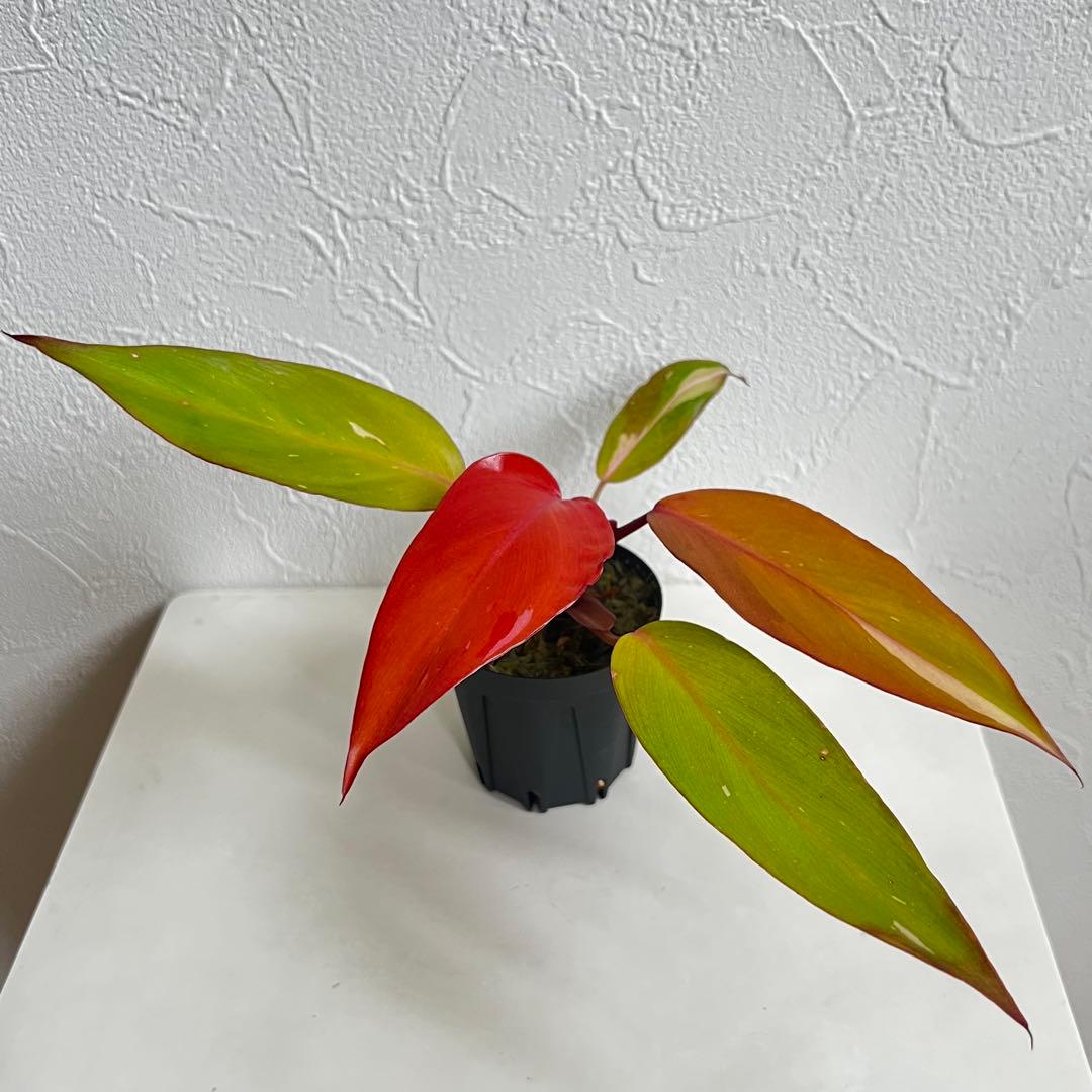 K1 フィロデンドロン キティナ 健康カット苗