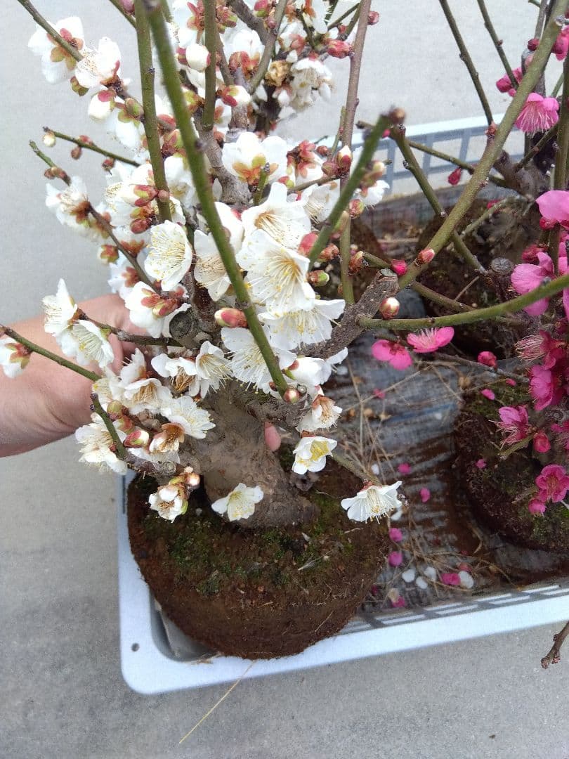 梅　盆栽　6株　破格セール❗ ②