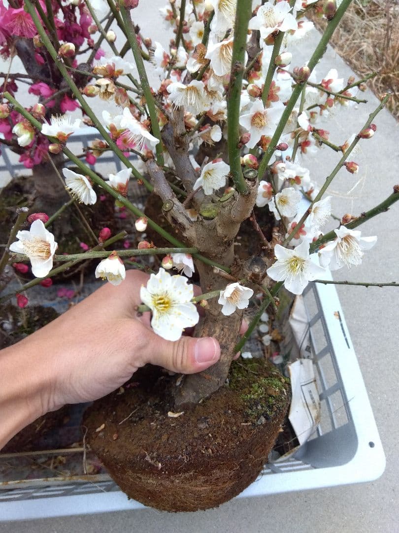 梅　盆栽　6株　破格セール❗ ②