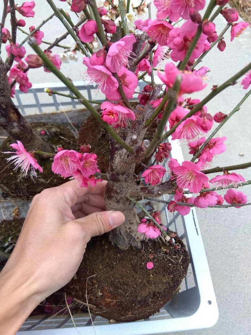 梅　盆栽　6株　破格セール❗ ②